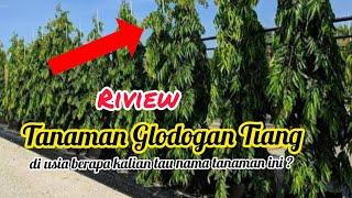 Riview Tanaman Glodogan Tiang