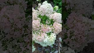 Гортензия метельчатая/ Hydrangea paniculata Bombshell. Воздушное облако.