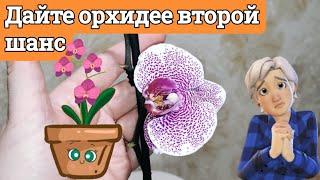 Сделайте это для ОРХИДЕИ! Она снова порадуют вас цветением