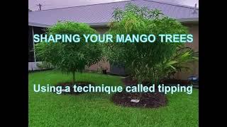 How to shape your Mango Tree