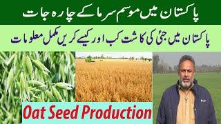 Oat Seed Production in Pakistan for Fodder | Oat Cultivate in Pakistan | Winter Season Fodder ||