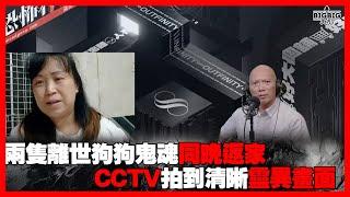 可能係屋企CCTV影到最清晰動物回魂嘅片段 嘉賓: 動物傳心師 Dorothy《恐怖在線》 第4252集 11-03-2025