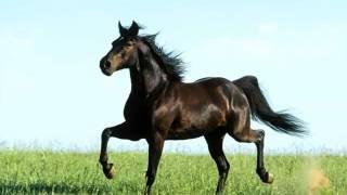 Horse Missouri Fox Trotter | Picture Idea Of Horse Breed Missouri Fox Trotter