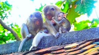 Small baby monkey Jessy trying to request mommy for more milk