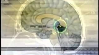 Pineal Gland:  Dr Rick Strassman on DMT