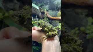 Mossy Frog natural camouflaging