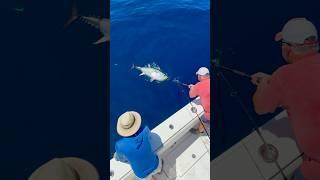 Absolute whiff….followed by a smooth recovery  #bluefintuna #fishing #fish