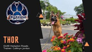 1 Y\O German Shepherd “Thor” | Obedience Transformation | OLK9