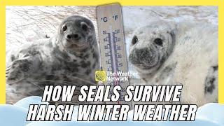 How Gray Seals Survive Canada's Harsh Winter Conditions