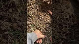Big Silver in the hole #metaldetecting #detectorists