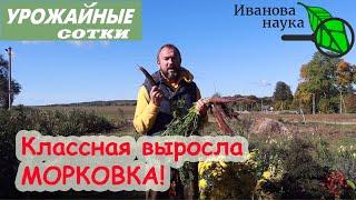 Самый ПРОСТОЙ СПОСОБ хранить морковь и свеклу БЕЗ ПОТЕРЬ!