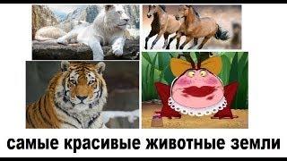 Лютые приколы. Гусеница - железный человек. Сжигаем ЕГЭ !!!