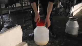 Молозиво от коровы к телёнку. Colostrum from cow to calf.