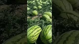 Amazing Giant Watermelon Farm agriculture