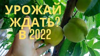 Как отличить ростовые почки от плодовых на деревьях. Какой урожай плодовых нас ждёт в 2022 году