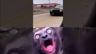 Dodge Challenger Hellcat Whine Sounds Like a Wild Animal #dodgecars #dodgechallenger #hellcat  #srt