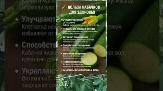  ВСЯ ПОЛЬЗА КАБАЧКОВ — ОВОЩ ДЛЯ ЗДОРОВЬЯ И ЛЕГКОСТИ