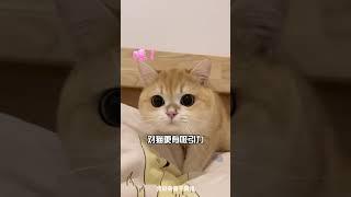 猫咪为什么舔你？舔手和舔脚还有不同含义？#新手养猫 #猫咪舔人 #养猫经验 #养猫日常 #猫咪的迷惑行为