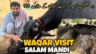 Today Waqar Bhinder Visit Salam Mandi  | آج دو بھینسیں خرید کر لائے منڈی کے کیا حالات ہیں ؟؟؟