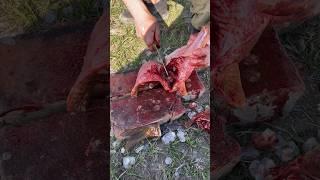 Разделка сазана в полевых условиях #kazakhstan #wildlife #cooking #fishing
