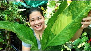 Trending plant noon! Bakit nung pinabayaan e mas lalong gumanda?