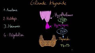 Glande thyroide - Docteur Synapse