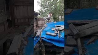 Çılgın Horoz köyü inletti sesiyle #keşfet #fypviral #horozlar #horoz #farming#shortsvideo #fyp