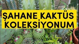 Kaktüslerim hala bahçede-Sabah 6 derece Öğlen 18 derece #vlog #cactus #garden #Tervuren #Vossem