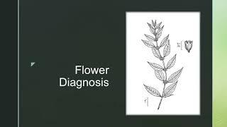 Lamiaceae Presentation