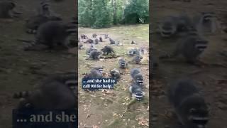 100 raccoons invade US woman’s home