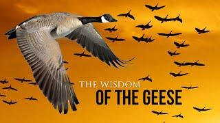 Wisdom Of The Geese - Best Motivational Video