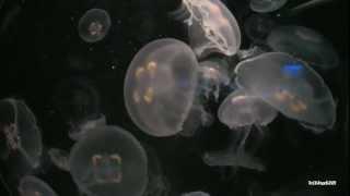 Moon Jellyfish ( Aurelia aurita ) So Calming!