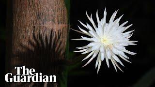 Timelapse of rare Amazonian 'Moonflower' blooming for one night only