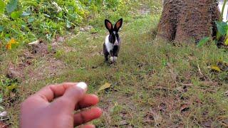 How to Train Rabbit in Hindi