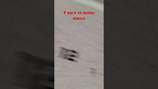 у кого понос жоский