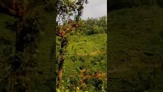 kelagur Tee estate #nature #travel #shorts #status #reels #shortsviral #shortvideo