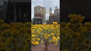 333 Sunflowers in NYC in support of Ukraine's Day of Unity #shorts