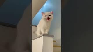 Funny Cat Video #funny #cat #funnyvideos #funnyanimals #cutezoo