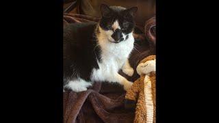 Cat videos JTB is Live Cat Life: Sox, Oreo & Sobek Just Being Cats 