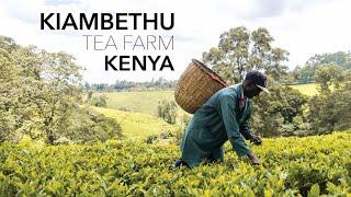 Best Day Trip from Nairobi || Kiambethu Tea Farm Kenya Travel Vlog