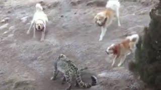 Snow Leopard Vs HUGE Dogs! The most terrible enemies of the Big Cat.