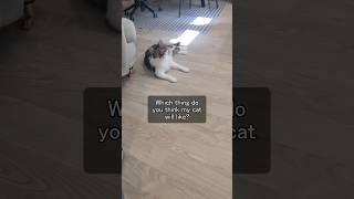Cats favorite toy #comedy #pets #cats #cattoys