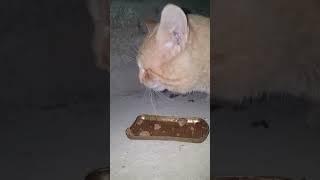 Viral Cats Moments #viralvideo