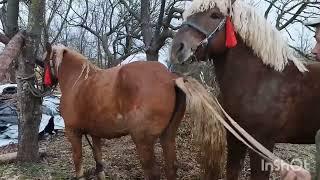 ЖЕРЕБЕЦ БАСТИОН И КОБЫЛА/СВАДЬБА/Stallion Bastion and a mare/wedding