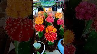 moon cactus #shorts #mooncactus #dhvanisgarden