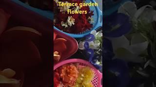 Terrace garden flowers  shorts ytshorts surabhi multi creations