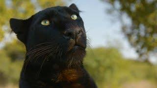 Meet The Leopards! | The Lion Whisperer