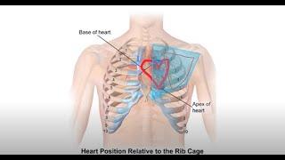 Yin Yoga: My Anatomy. Emphasis on pectoralis major & subscapularis (shoulders & hips sequence!)