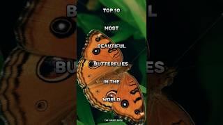 Top 10 most beautiful butterflies in the world #butterfly #top10 #beautiful #shortsvideo