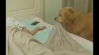 Este Maravilloso Perro Cuida a Su Dueño Mientras Duerme